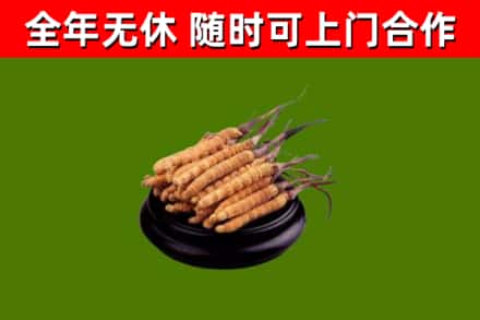 醴陵烟酒回收冬虫夏草.jpg