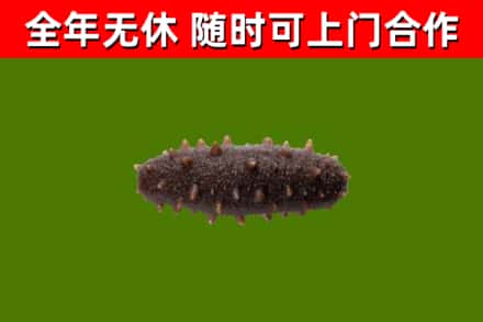 醴陵回收海参干